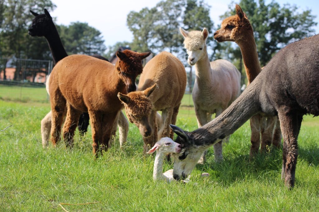vredige alpacas