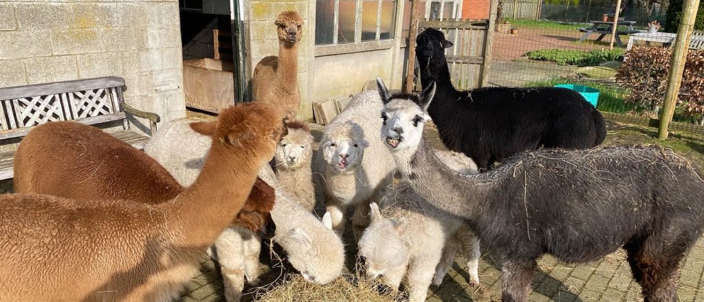 eating alpacas